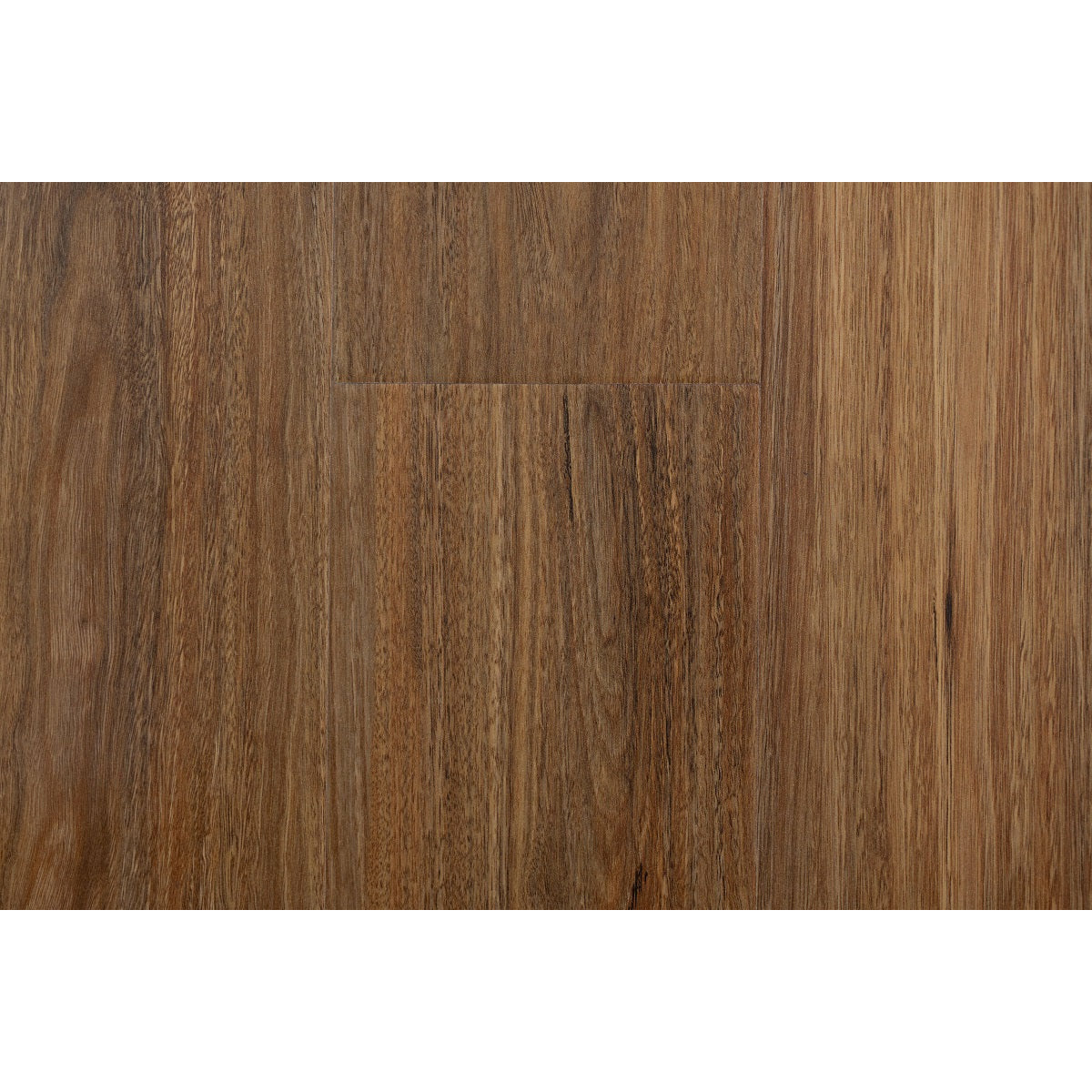 OZ2503 Spotted gum